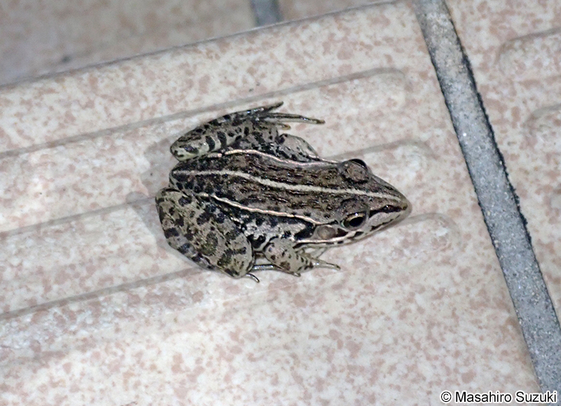 トノサマガエル Pelophylax nigromaculatus