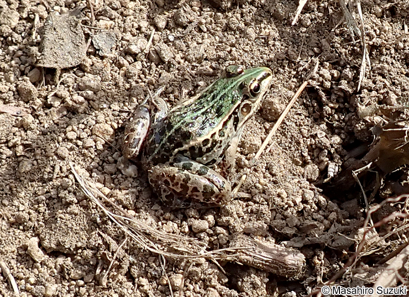 トノサマガエル Pelophylax nigromaculatus
