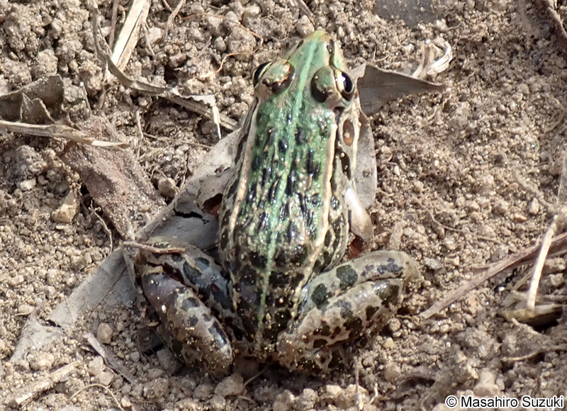 トノサマガエル Pelophylax nigromaculatus