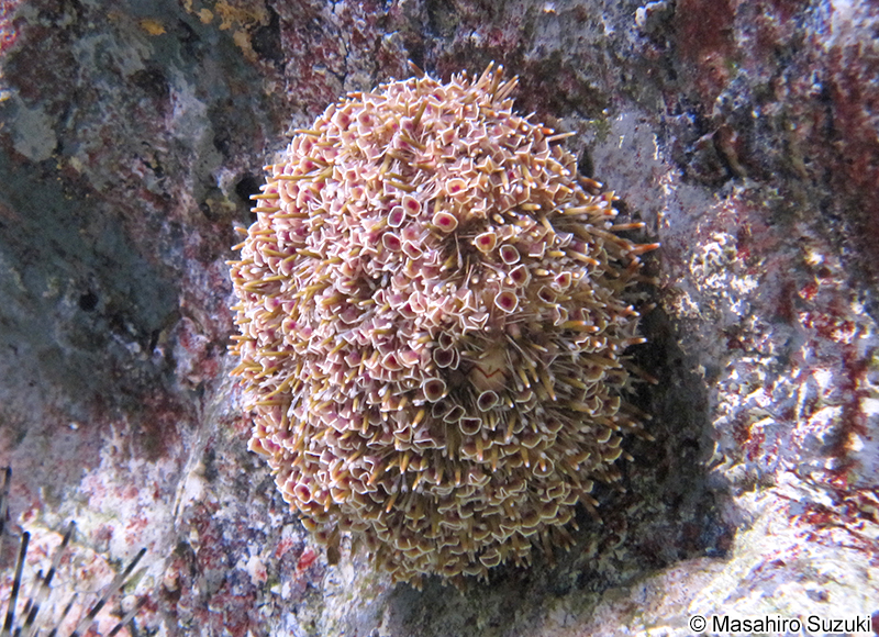 ラッパウニ Toxopneustes pileolus