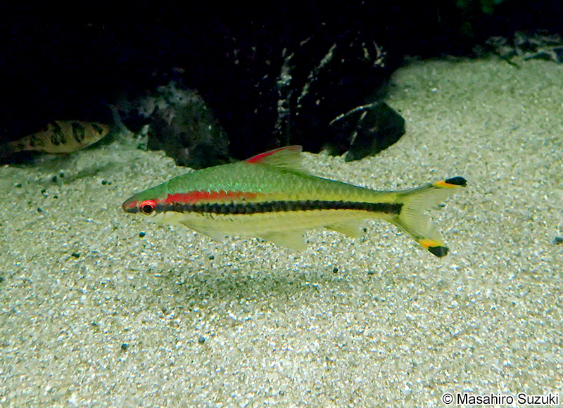 レッドライントーピードバルブ Sahyadria denisonii