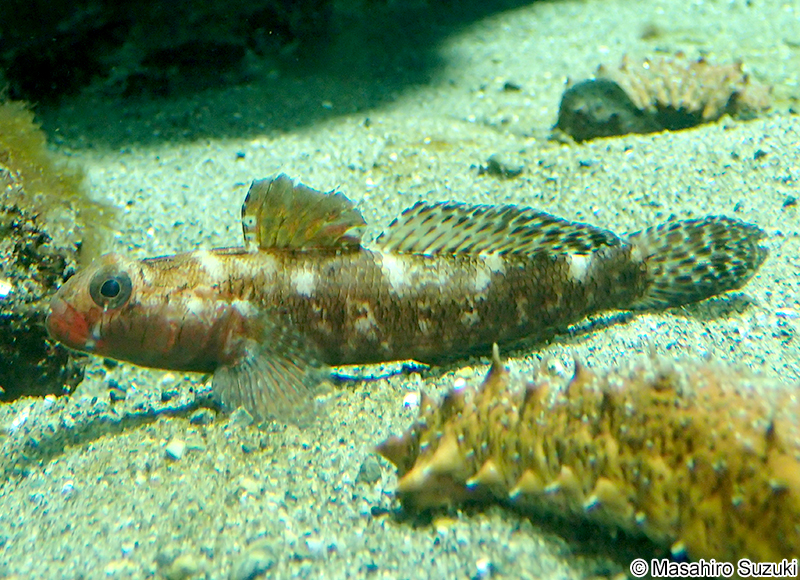 レッドマウスドゴビー Gobius cruentatus