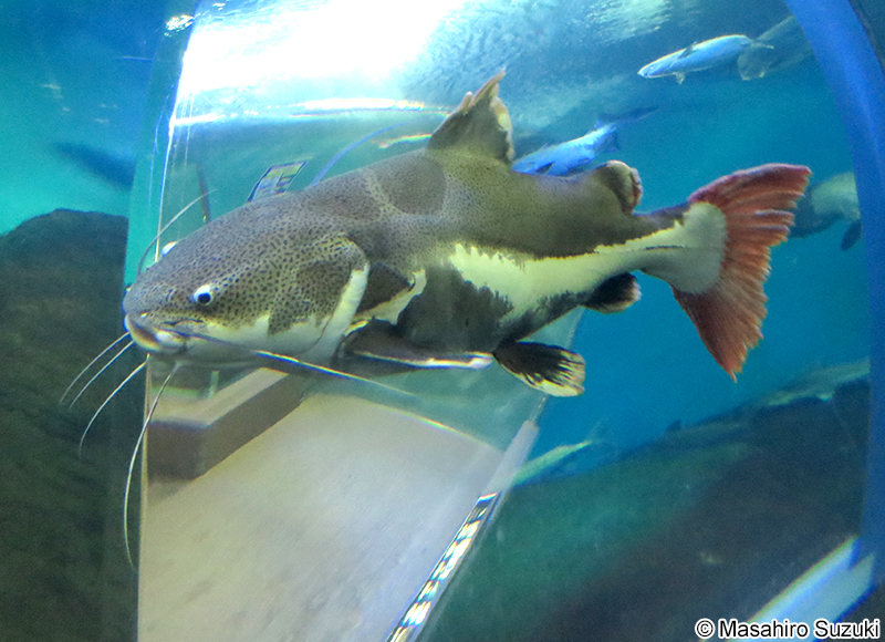 レッドテールキャットフィッシュ Phractocephalus hemioliopterus