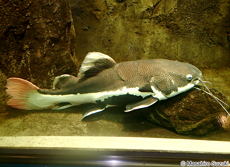 レッドテールキャットフィッシュ Phractocephalus hemioliopterus