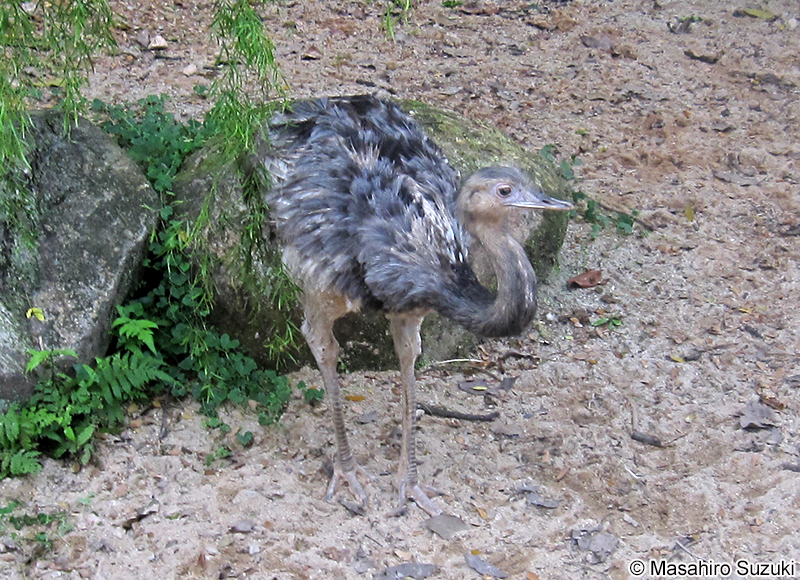 レア Rhea americana
