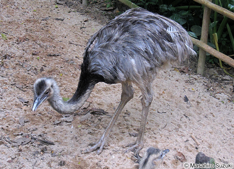 レア Rhea americana