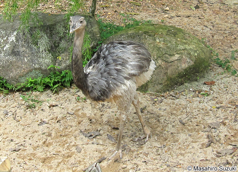 レア Rhea americana