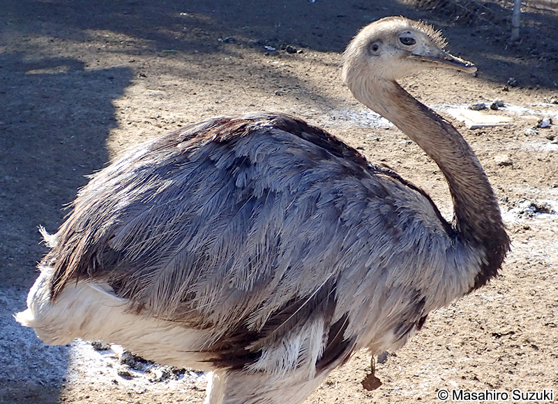 レア Rhea americana