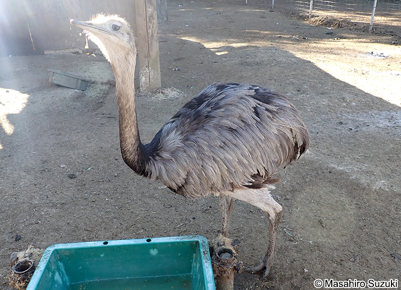 レア Rhea americana