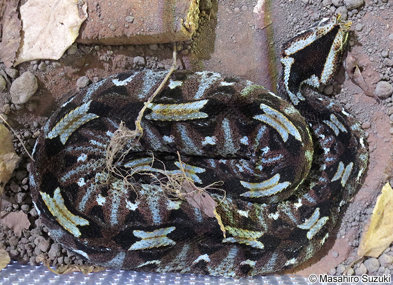 ライノセラスアダー Bitis nasicornis