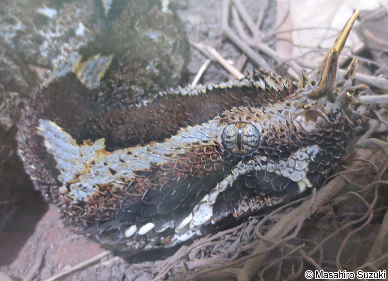 ライノセラスアダー Bitis nasicornis
