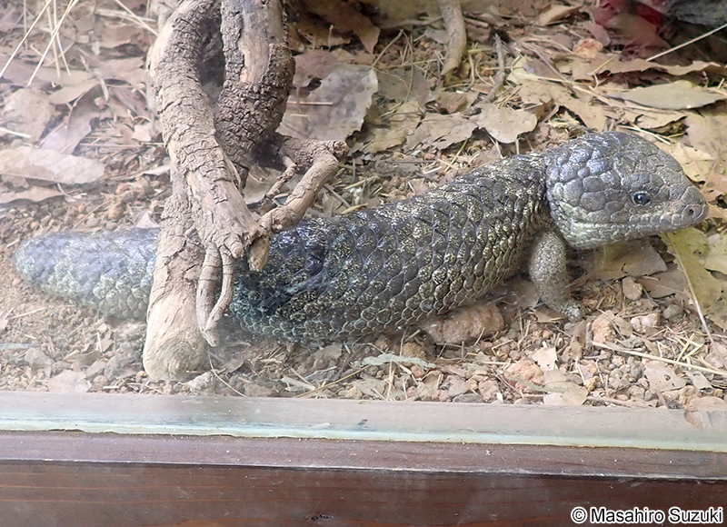 ロットネスマツカサトカゲ Tiliqua rugosa konowi