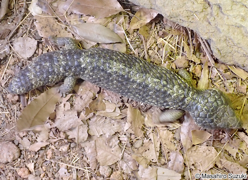 ロットネスマツカサトカゲ Tiliqua rugosa konowi