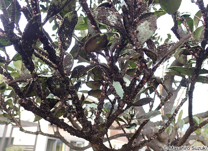 ルビーロウカイガラムシ Ceroplastes rubens