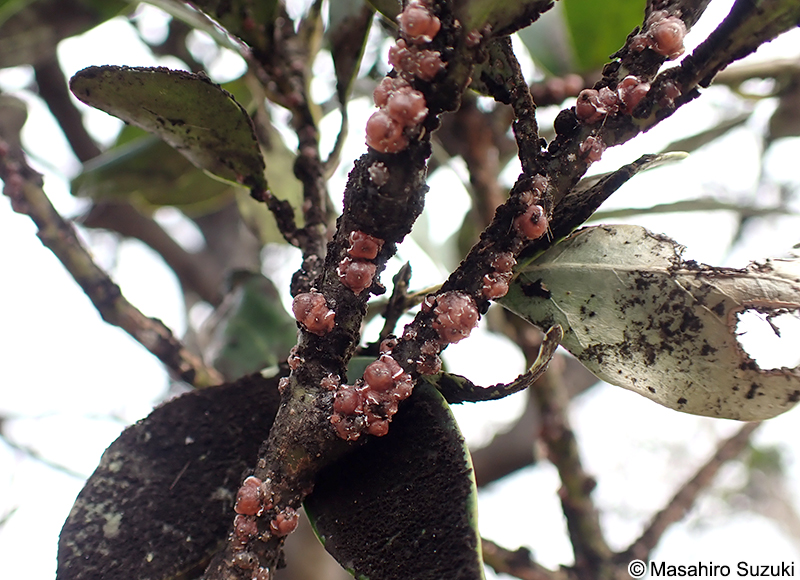 ルビーロウカイガラムシ Ceroplastes rubens