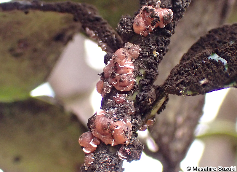 ルビーロウカイガラムシ Ceroplastes rubens