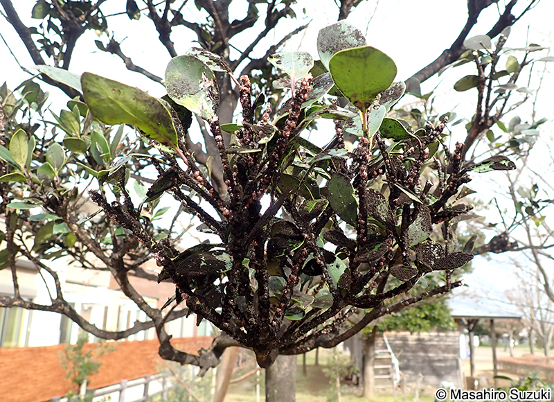 ルビーロウカイガラムシ Ceroplastes rubens