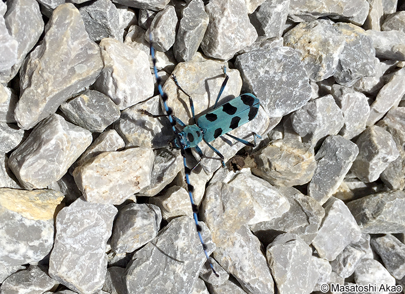 ルリボシカミキリ Rosalia batesi