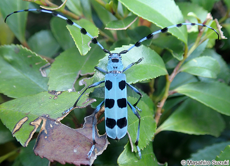 ルリボシカミキリ Rosalia batesi