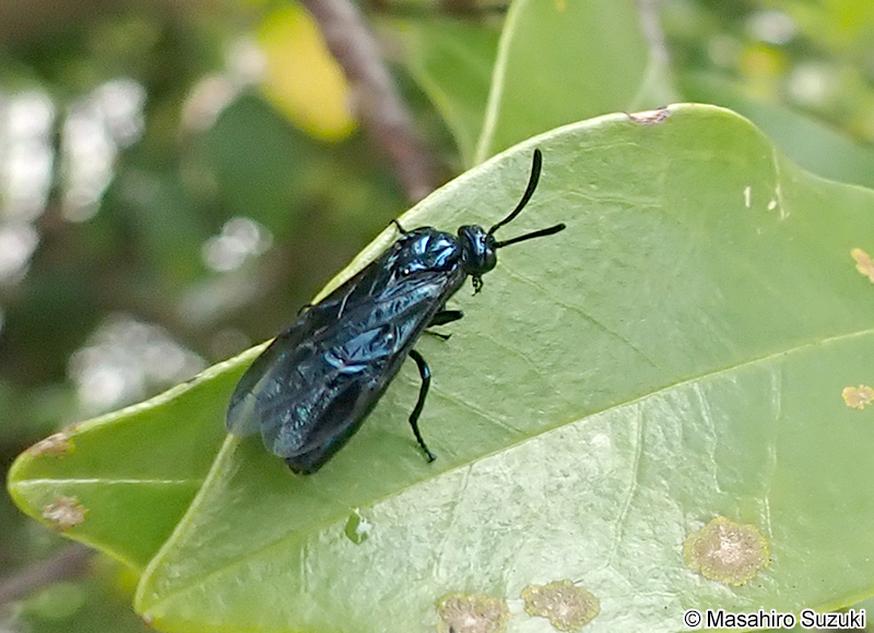 ルリチュウレンジ Arge similis