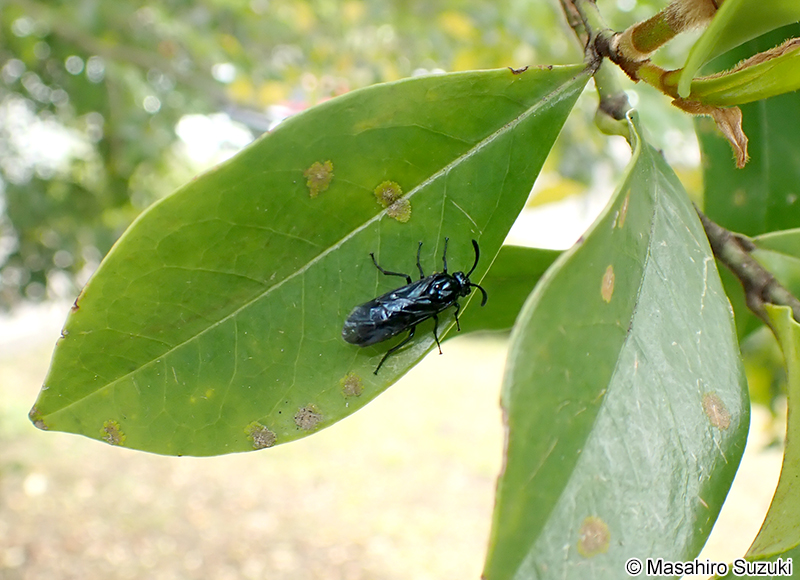 ルリチュウレンジ Arge similis