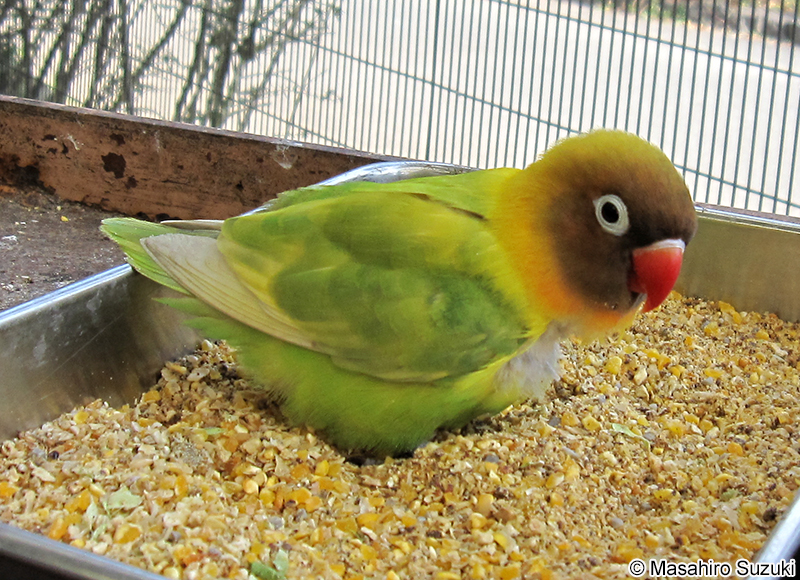 ルリゴシボタンインコ Agapornis fischeri