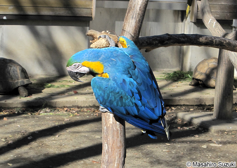 ルリコンゴウインコ Ara ararauna