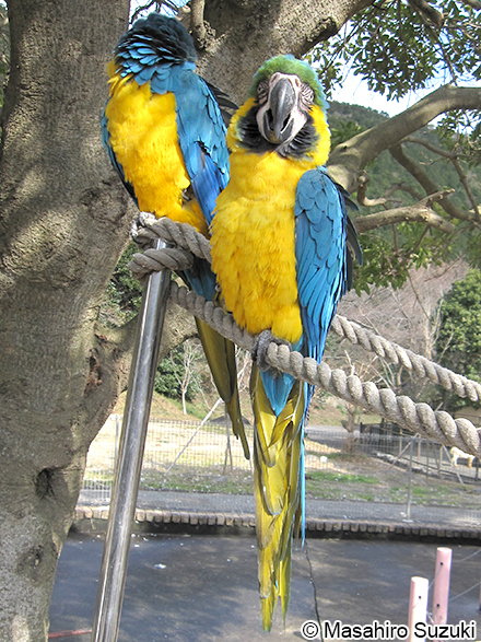 ルリコンゴウインコ Ara ararauna