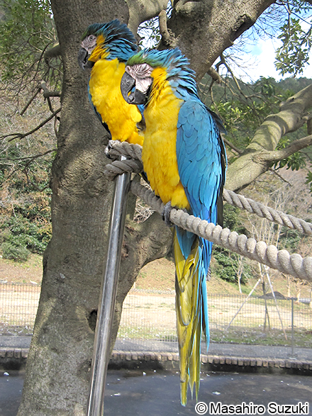 ルリコンゴウインコ Ara ararauna