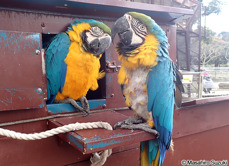 ルリコンゴウインコ Ara ararauna