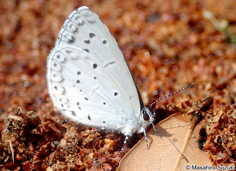 ルリシジミ Celastrina argiolus