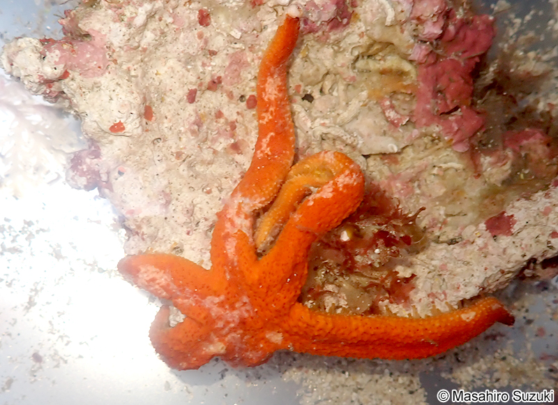 ルソンヒトデ？