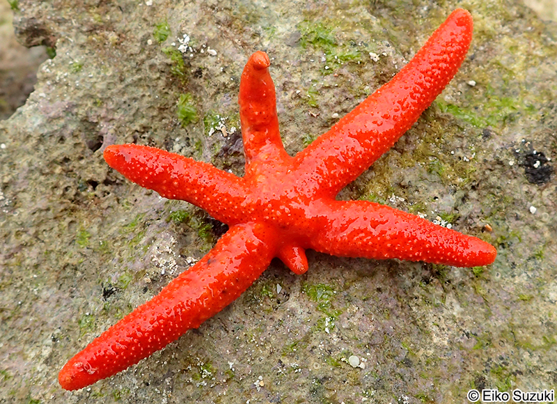ルソンヒトデ Echinaster luzonicus