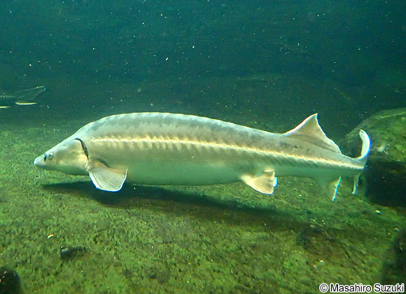 ロシアチョウザメ Acipenser gueldenstaedtii