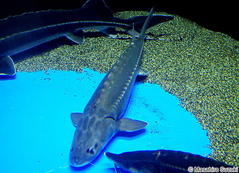 ロシアチョウザメ Acipenser gueldenstaedtii