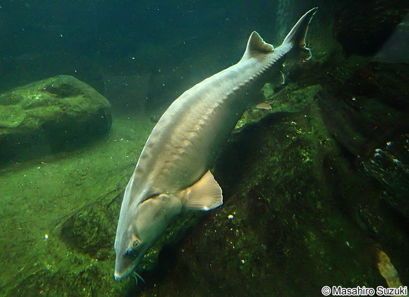 ロシアチョウザメ Acipenser gueldenstaedtii