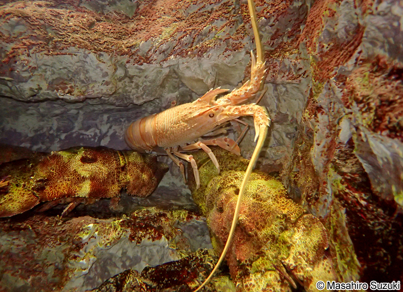 リョウマエビ Nupalirus japonicus