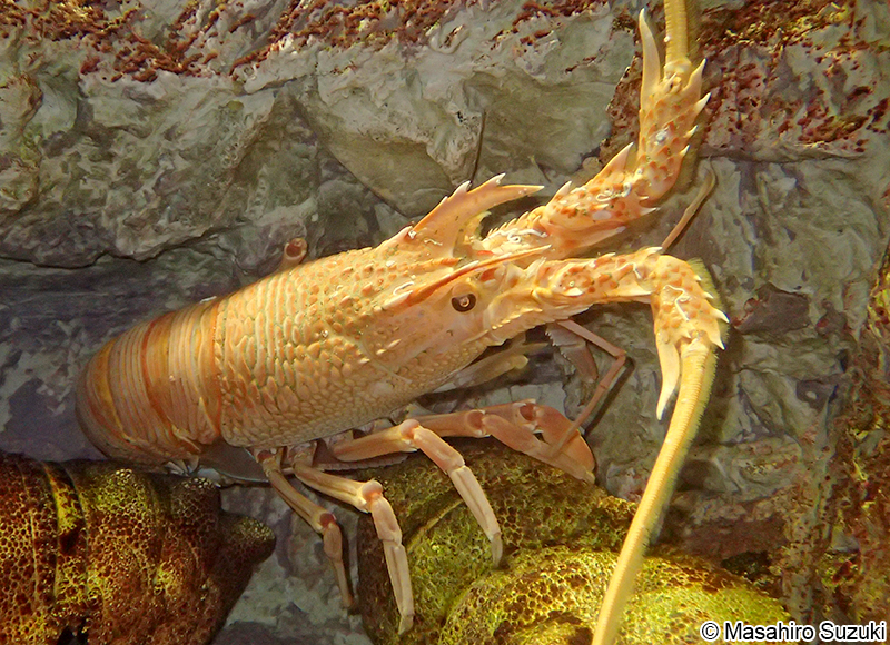 リョウマエビ Nupalirus japonicus