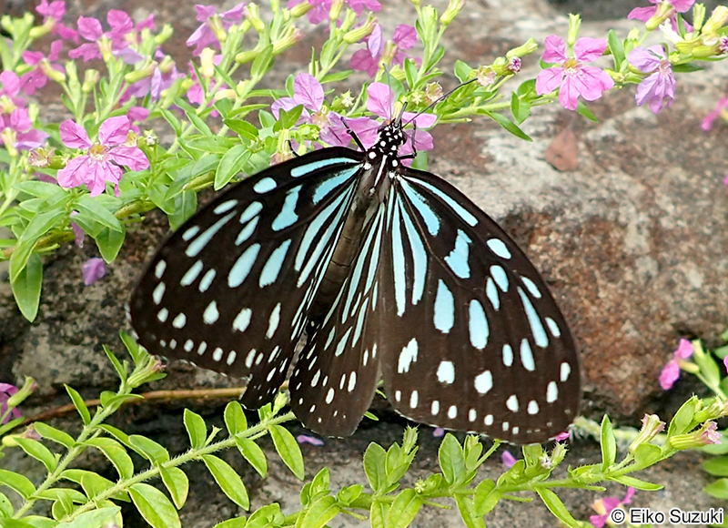 リュウキュウアサギマダラ Ideopsis similis