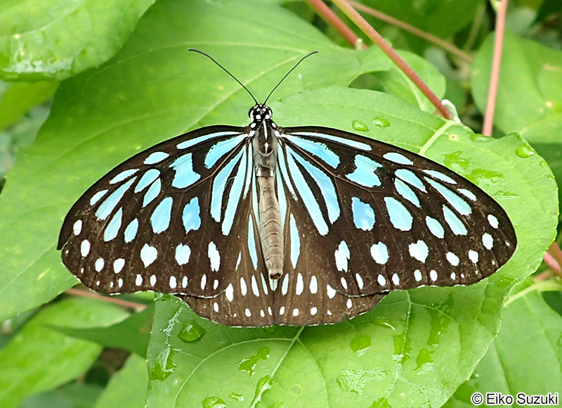 リュウキュウアサギマダラ Ideopsis similis