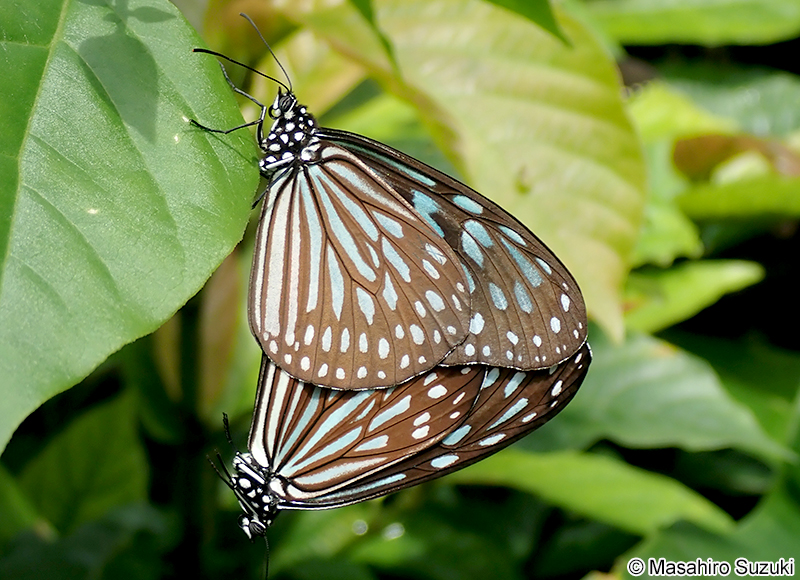 リュウキュウアサギマダラ Ideopsis similis