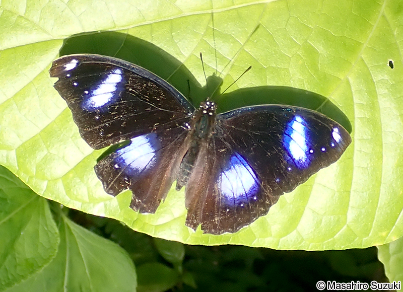 リュウキュウムラサキ Hypolimnas bolina