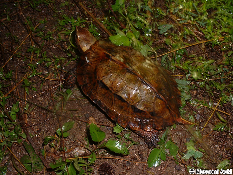 リュウキュウヤマガメ Geoemyda japonica