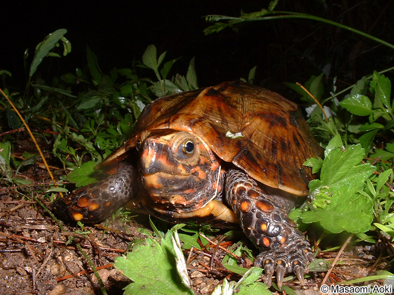 リュウキュウヤマガメ Geoemyda japonica