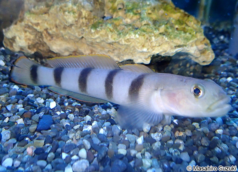 リュウグウハゼ Pterogobius zacalles