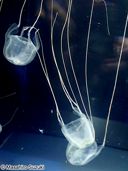 リュウセイクラゲ Meteorona kishinouyei