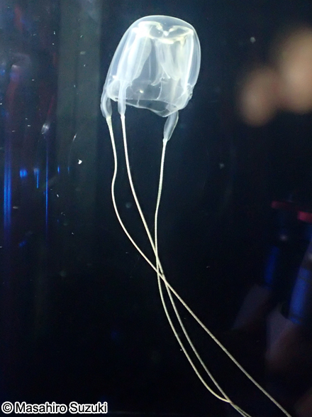 リュウセイクラゲ Meteorona kishinouyei