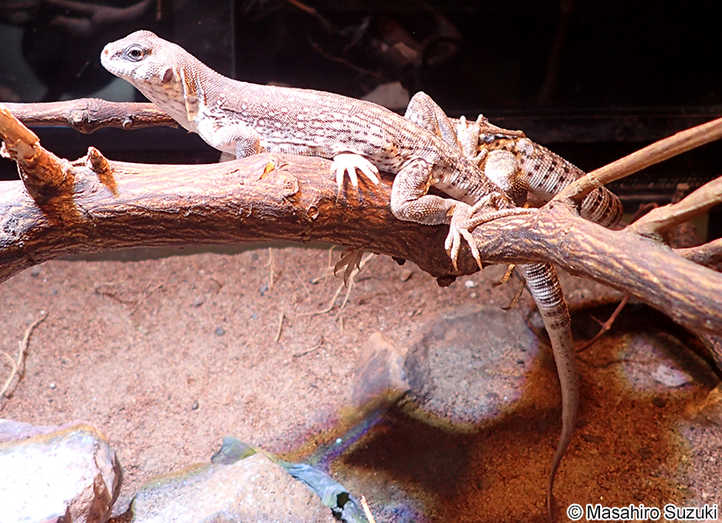 サバクイグアナ Dipsosaurus dorsalis