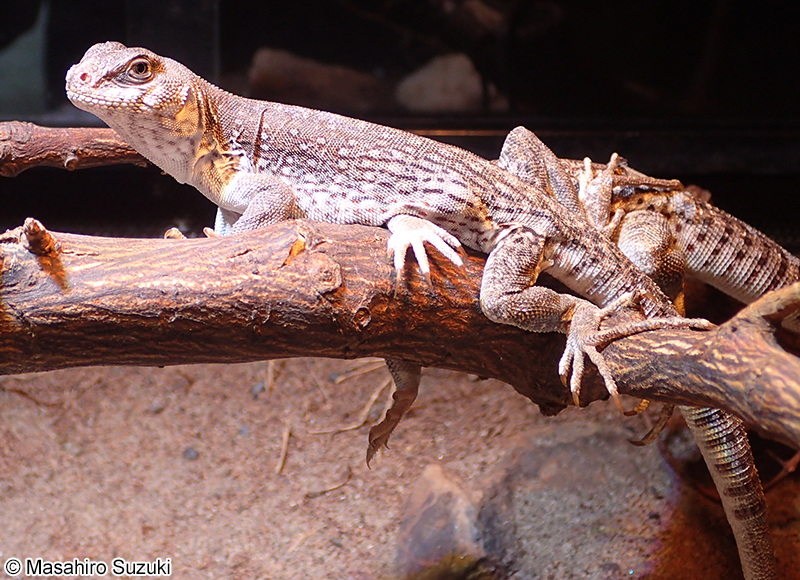 サバクイグアナ Dipsosaurus dorsalis