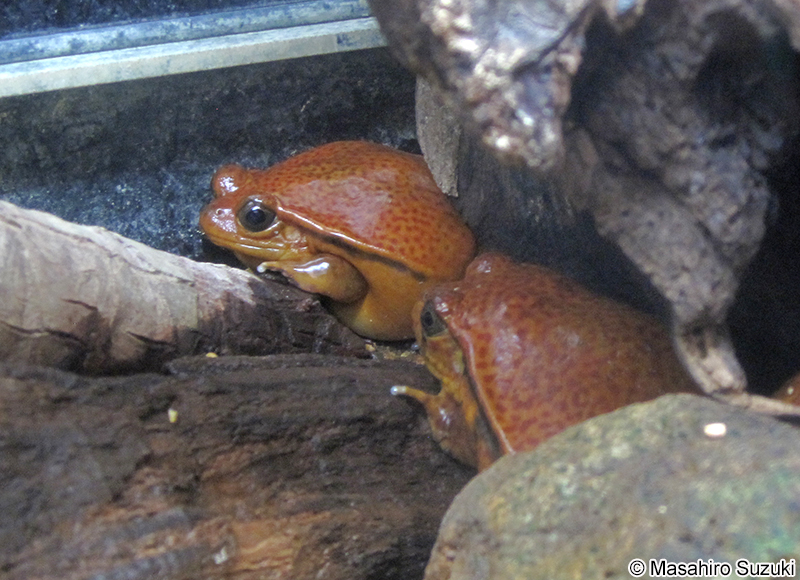 サビトマトガエル Dyscophus guineti